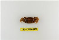 藏品(弧邊管招潮蟹)的圖片